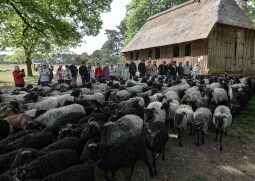 Heidschnucken werden ausgetrieben